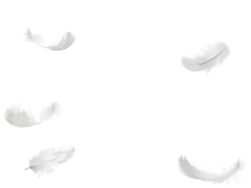 white feathers on a white background
