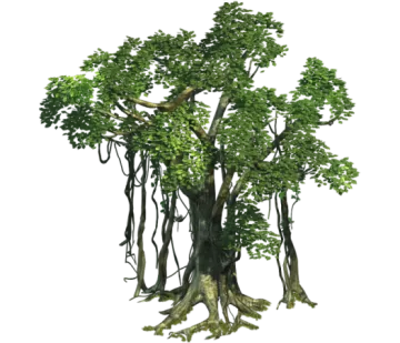 a bon tree on a white background