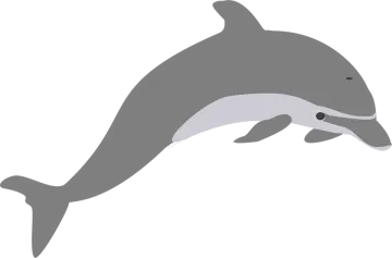 a dolphin jumping out of the water