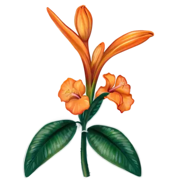 an orange flower on a white background