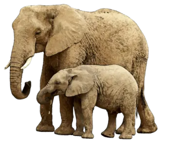 a baby elephant standing next to its mother