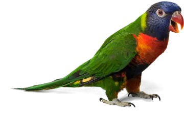 a colorful bird standing on a white surface
