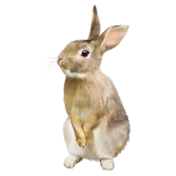 a brown and white rabbit