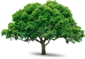 a tree with green leaves on it