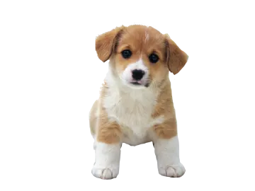 a small brown and white puppy standing on its hinds