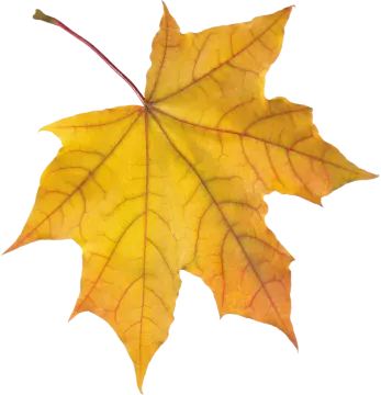 a yellow leaf on a white background