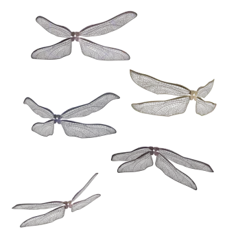 four dragon wings on a white background