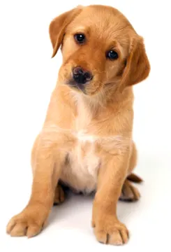 a small brown dog sitting on top of a white surface