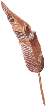 a brown feather on a white background