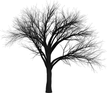 a tree with no leaves on it