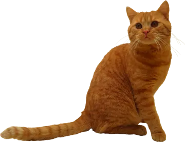 an orange cat sitting on a white surface
