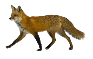 a red fox walking across a white background