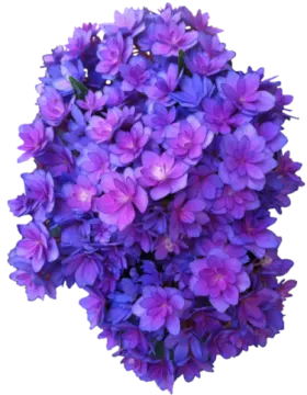 a bunch of purple flowers