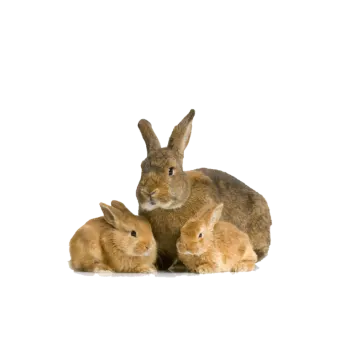 two rabbits are sitting next to each other rabbits