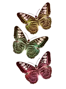 three butterflies on white background