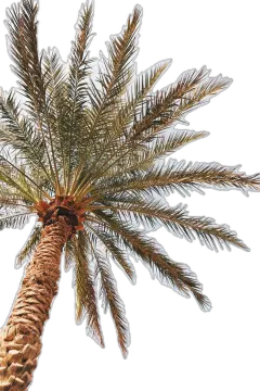a palm tree on a white background