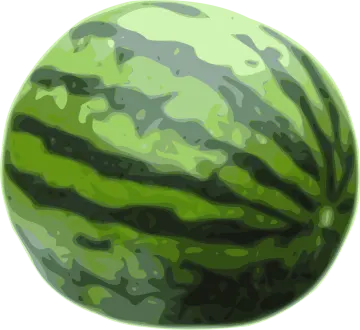 a watermelon on a white background