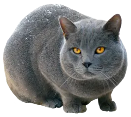a gray cat with yellow eyes sitting in the snow