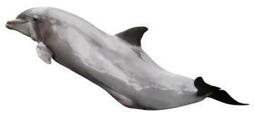 a dolphin jumping in the air on a white background