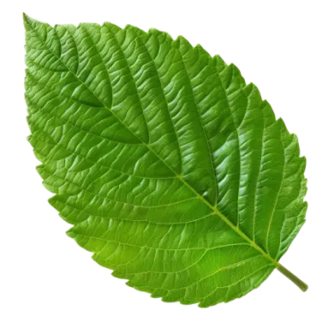 a green leaf on a white background