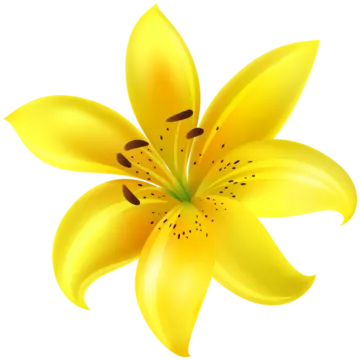 a yellow flower on a white background