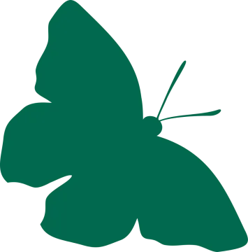 a green butterfly on a white background