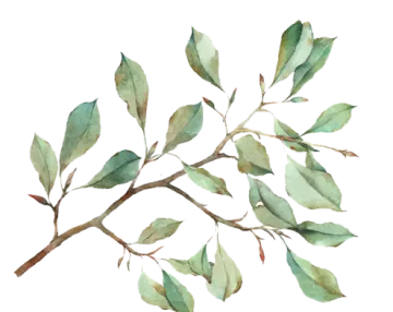 a watercolor painting of a branch with leaves