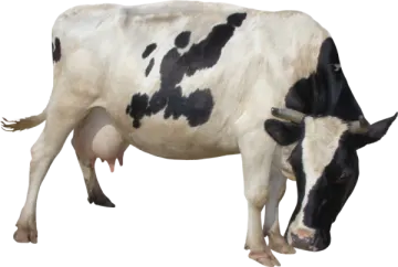 a black and white cow