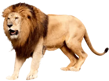 a lion standing on a white background