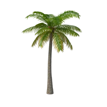 a palm tree on a white background