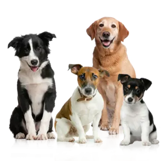 a group of dogs sitting next to each other dogs
