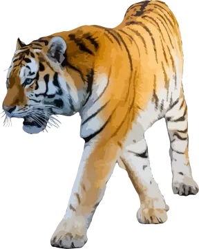a tiger walking on a white background