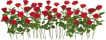 a bunch of red roses with green leaves