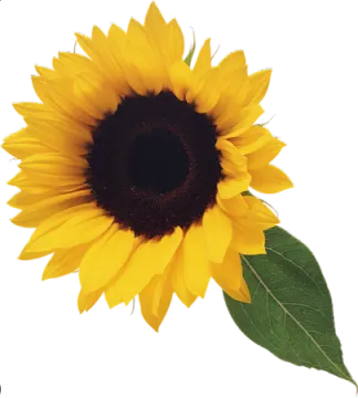 a sunflower on a white background