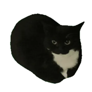a black and white cat