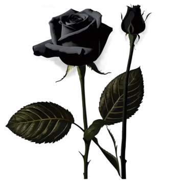a black rose on a white background