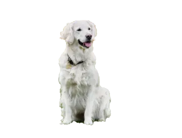a white dog sitting down with its tongue out