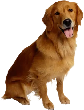 a large brown dog with its tongue out