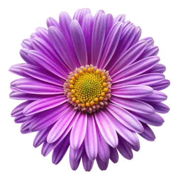 a purple flower on a white background