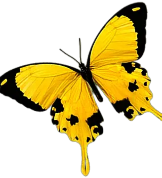 a yellow butterfly on a white background