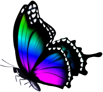 a colorful butterfly on a white background