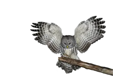 an owl perched on a branch with its wings spread
