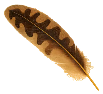 a brown feather on a white background