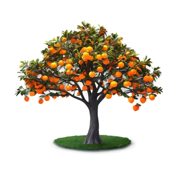 an orange tree on a white background