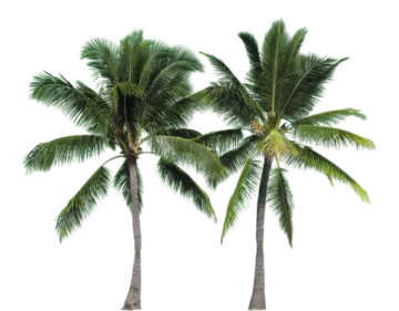 three palm trees on a white background