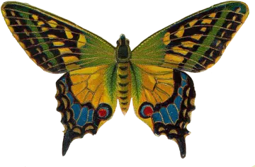 a yellow butterfly with black and green wings