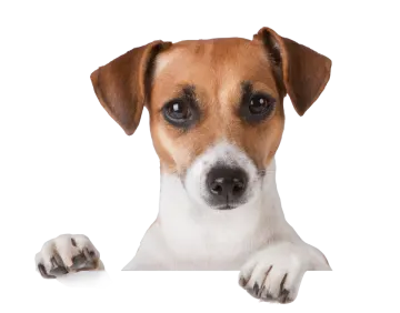 a brown and white dog looking over a blank sign