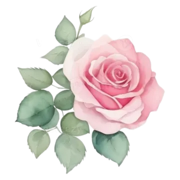 a watercolor painting of a pink rose
