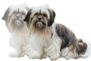 two dogs sitting next to each other dogs