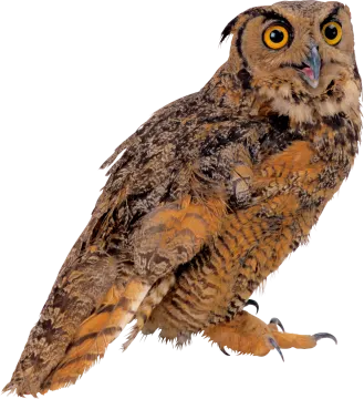 an owl is sitting on a white surface